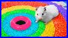 Diy-Hamster-Maze-Rainbow-Pool-01-yp