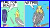 Funny-Comics-With-A-Parrot-Twist-24-Parrot-Comic-Dub-01-qurr